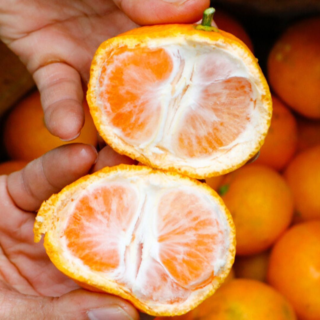 [한국직구] 제주 감귤 4.2kg / 한국직배송 / Jeju Orange